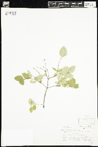 Lonicera canadensis image