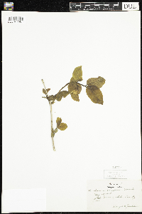 Lonicera canadensis image