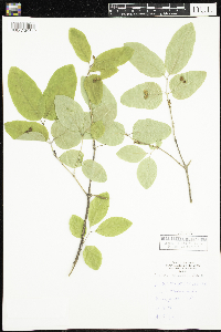Lonicera canadensis image