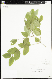 Lonicera canadensis image
