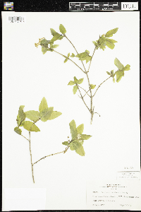 Lonicera canadensis image