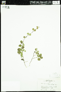 Linnaea borealis image