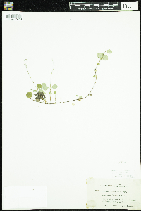 Linnaea borealis image