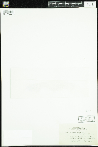 Linnaea borealis image