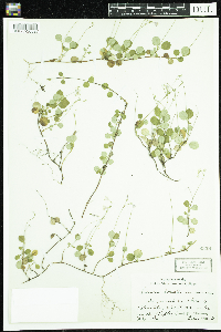 Linnaea borealis image