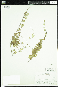 Linnaea borealis image