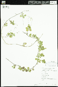 Linnaea borealis image