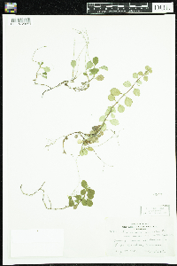 Linnaea borealis image