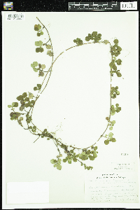 Linnaea borealis image