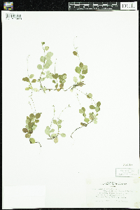 Linnaea borealis image
