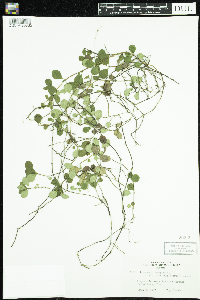 Linnaea borealis image