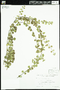 Linnaea borealis image