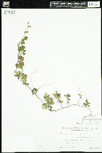 Linnaea borealis image