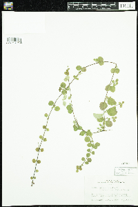 Linnaea borealis image