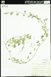 Linnaea borealis image