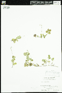 Linnaea borealis image