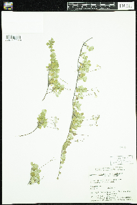 Linnaea borealis image
