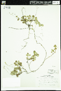 Linnaea borealis image
