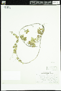 Linnaea borealis image