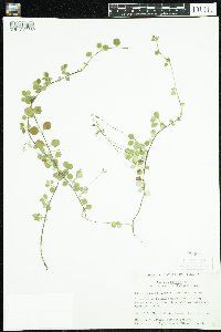 Linnaea borealis image