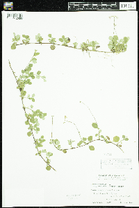 Linnaea borealis image