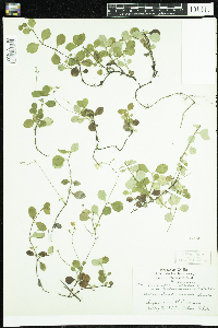 Linnaea borealis image