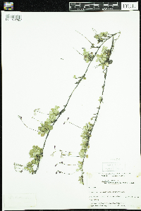Linnaea borealis image