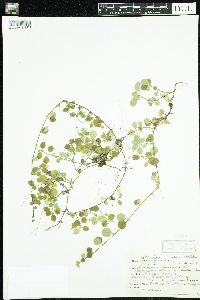 Linnaea borealis image