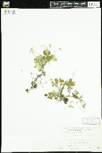 Linnaea borealis image