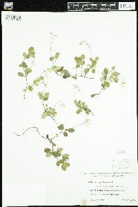 Linnaea borealis image