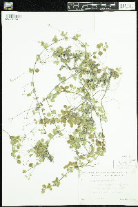 Linnaea borealis image