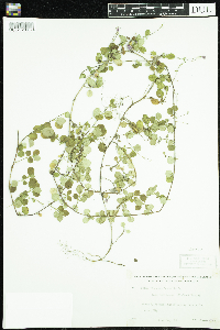 Linnaea borealis image