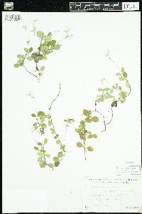 Linnaea borealis image