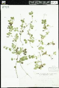 Linnaea borealis image