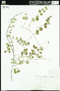 Linnaea borealis image