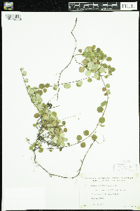 Linnaea borealis image