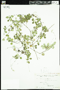 Linnaea borealis image