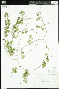 Linnaea borealis image