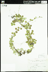 Linnaea borealis image