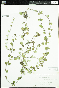 Linnaea borealis image