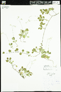 Linnaea borealis image