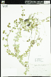 Linnaea borealis image