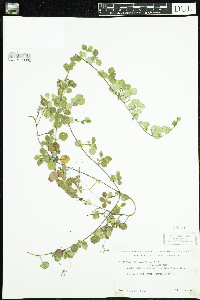 Linnaea borealis image