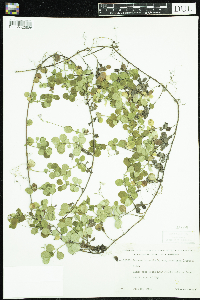 Linnaea borealis image