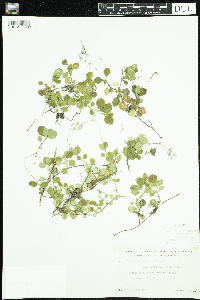 Linnaea borealis image