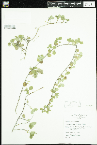 Linnaea borealis image