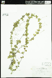 Linnaea borealis image