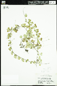 Linnaea borealis image