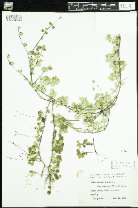 Linnaea borealis image