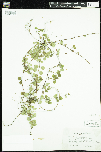 Linnaea borealis image